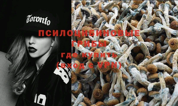 хмурый Аркадак